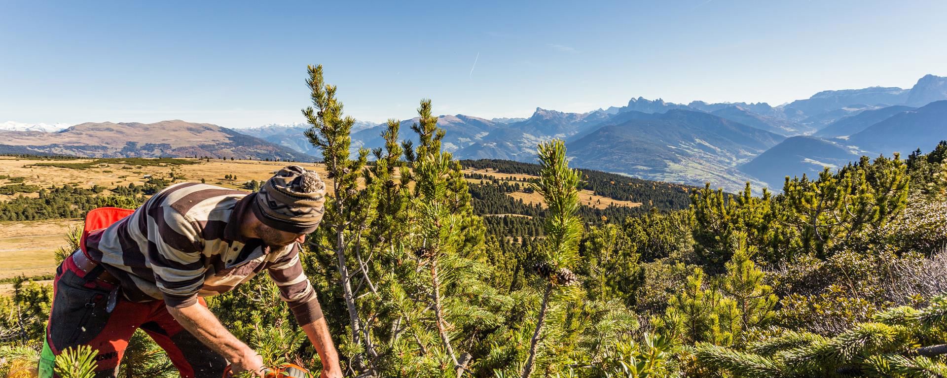 The mountain pine is harvested